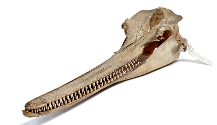 A baiji skull