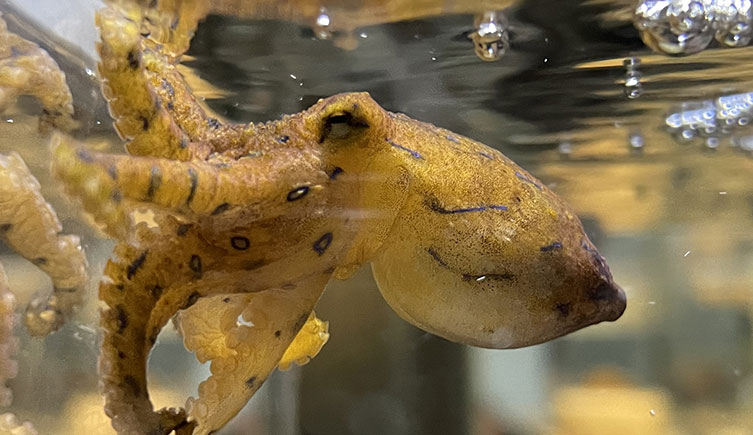 A blue-lined octopus in a tank