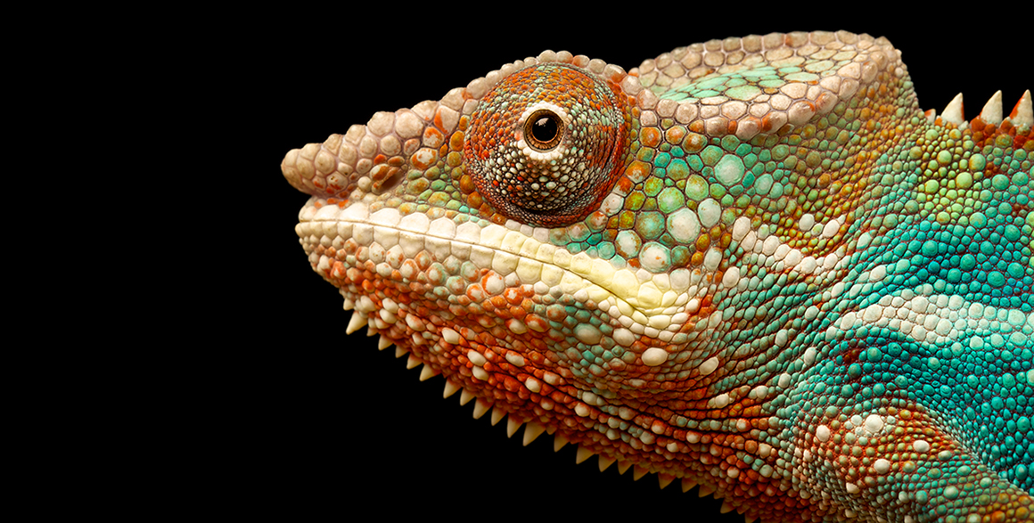 Chameleon eyes