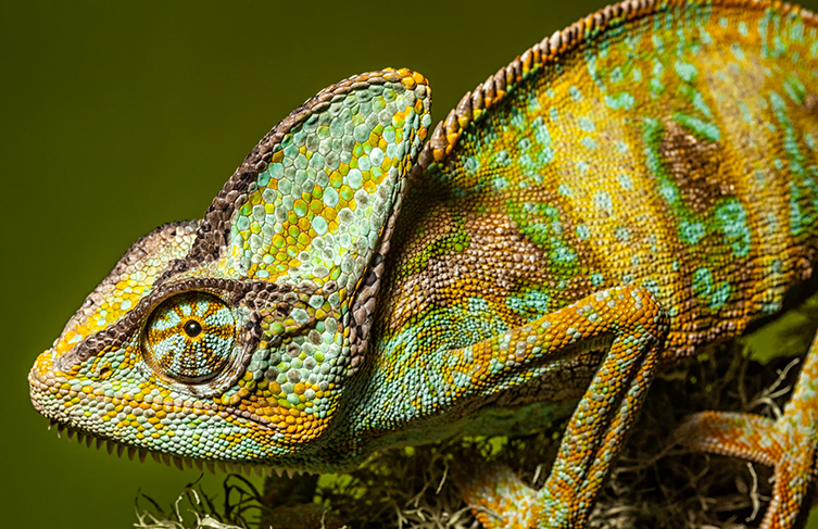 Chameleon