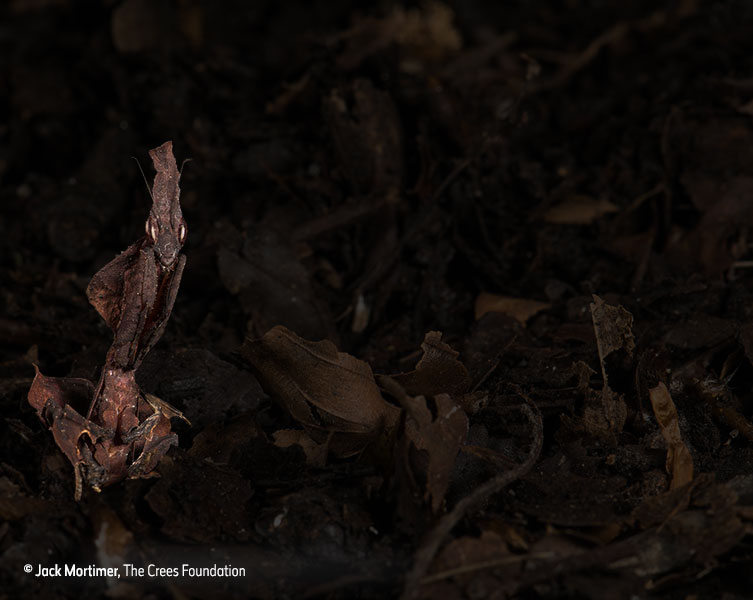 Insect revealed