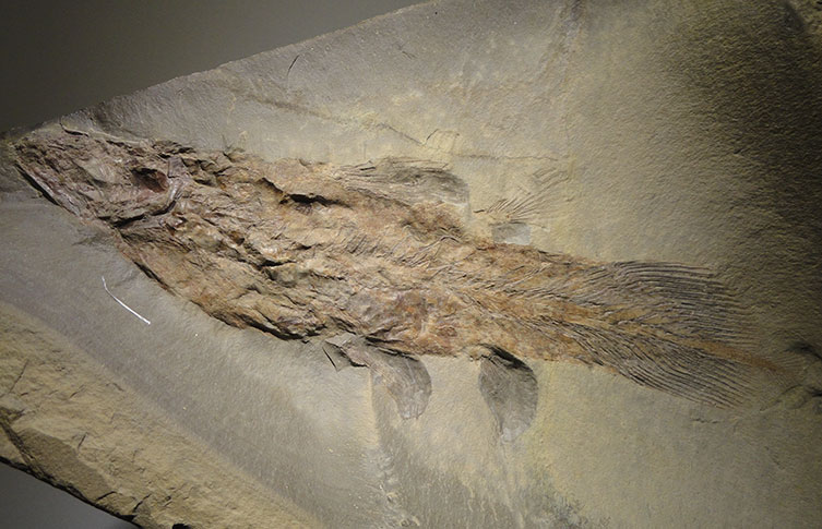 A fossil coelacanth