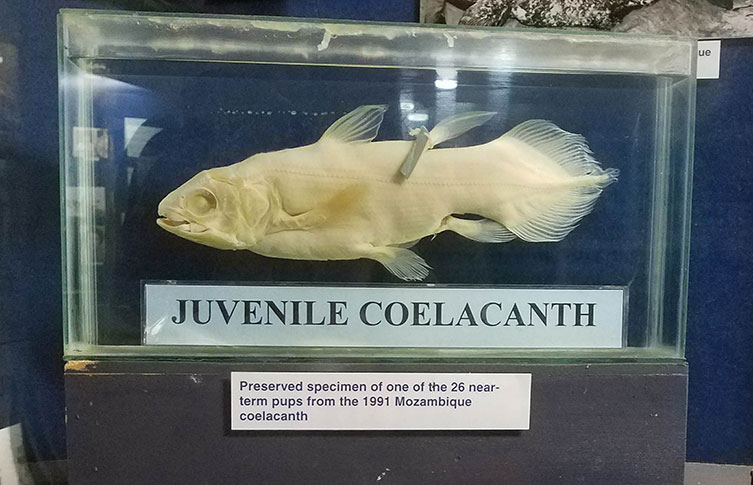 A juvenile coelacanth on display at a South African Institute for Aquatic Biodiversity exhibition in Makhanda