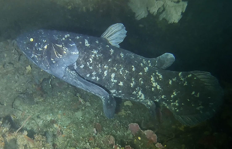 A living coelacanth swimming beside a deep water cave entrance