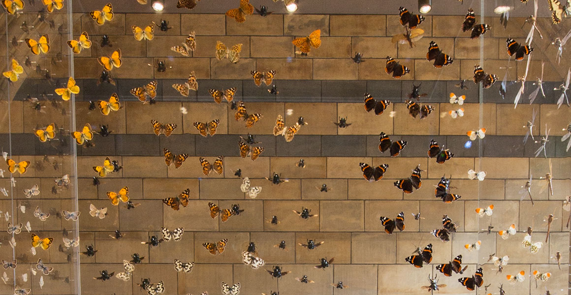 A display of swarming insects, including butterflies and beetles