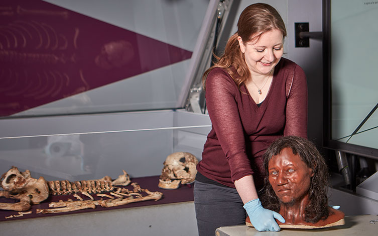 A Museum preparator lifts the Cheddar Man head model, with the skeleton in the background