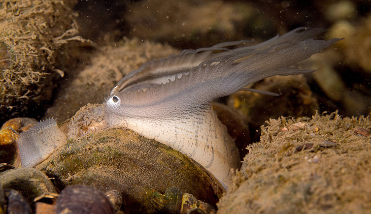 A bivalve on a riverbed with its shell slightly open, displaying its mantle, which looks like a small, silver fish.