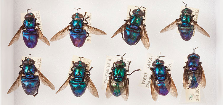 Part of a box containing Formosia solomonicola specimens