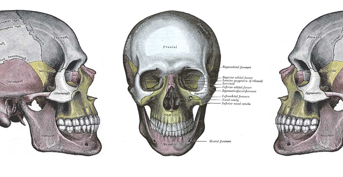 Drawings of the human skull from Gray’s Anatomy (1858)