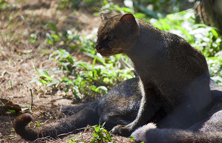 A captive jaguarundi sitting