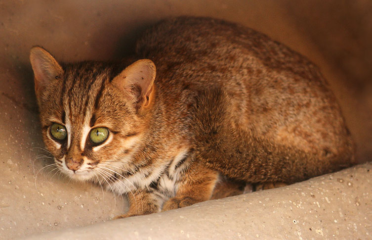 A rusty-spotted cat