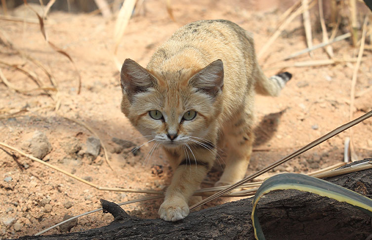 A sand cat walking towards the camera