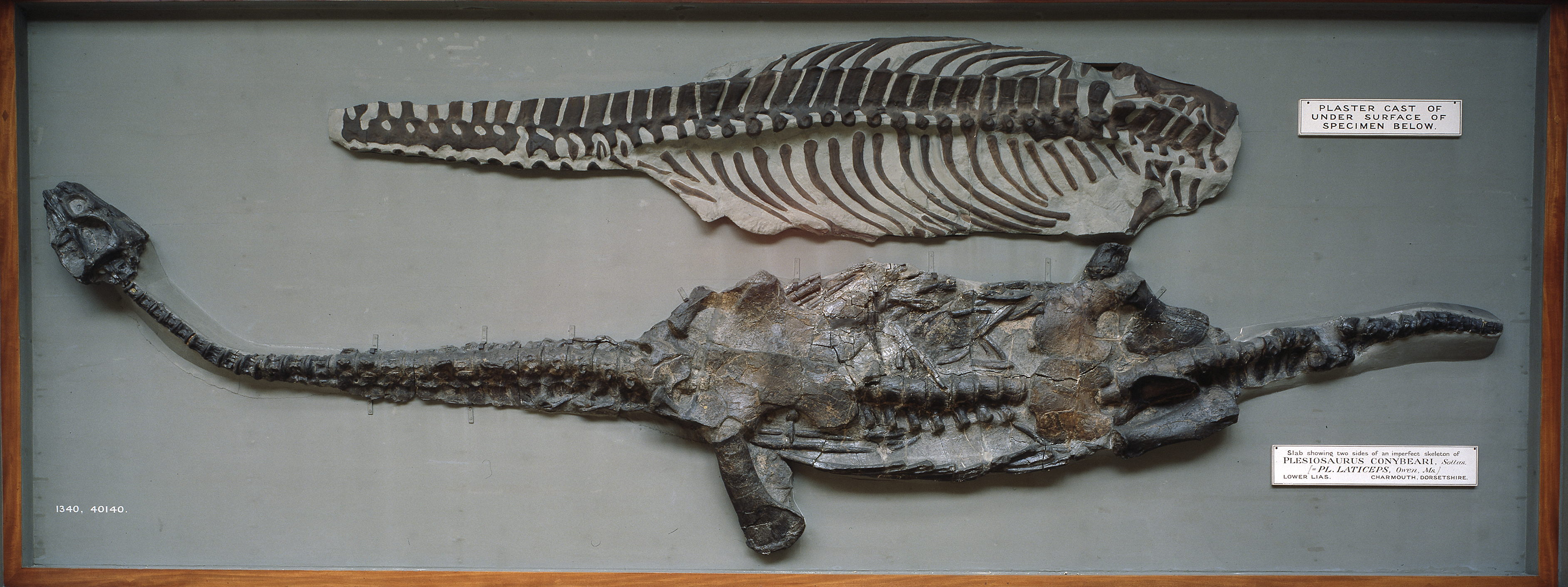 A wall-mounted cast of Attenborosaurus