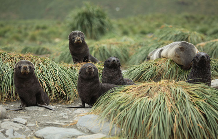 A group of Antarctic fur seal pups.