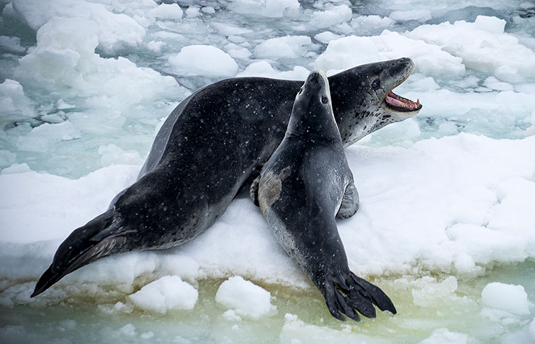A leopard seal adult and pup on the ice