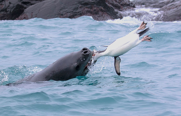 A leopard seal breaking down its penguin prey