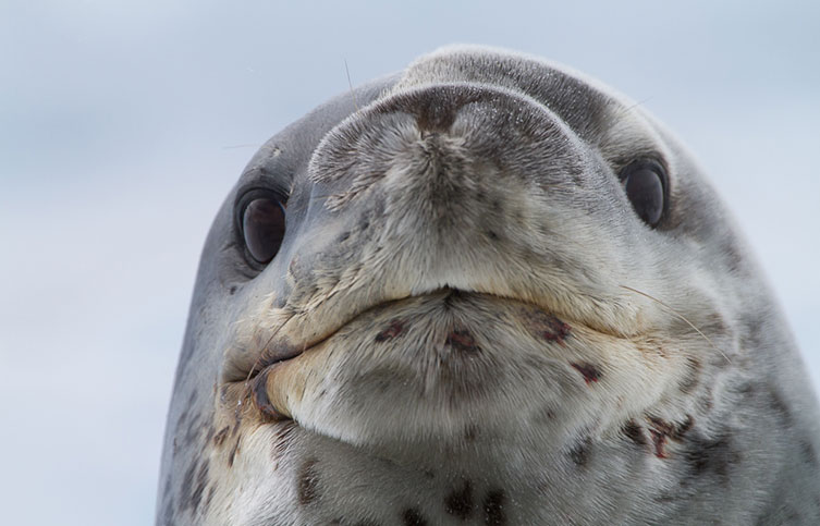 A close-up of a leopard seal's face
