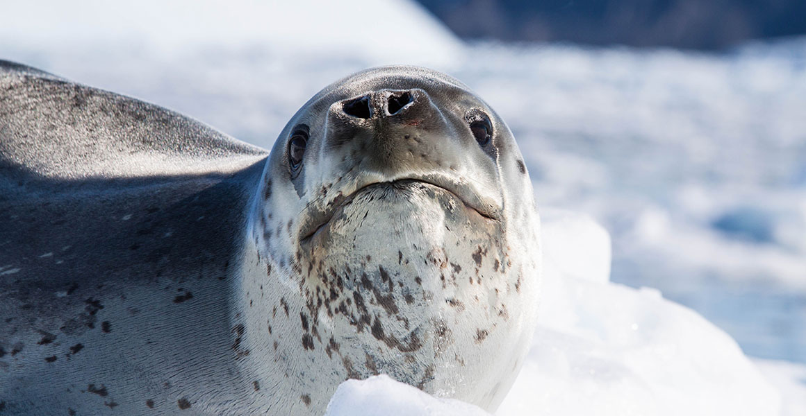 An adult leopard seal