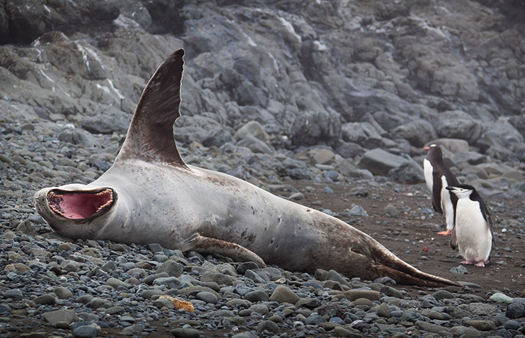 A leopard seal relaxing on a beach next to a gentoo and chinstrap penguin