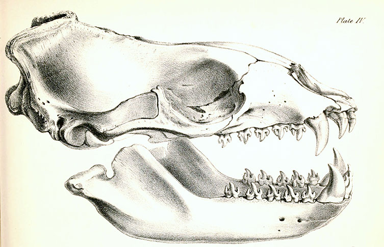 Drawing of a leopard seal skull showing large, sharp canine teeth and trident-shaped molars