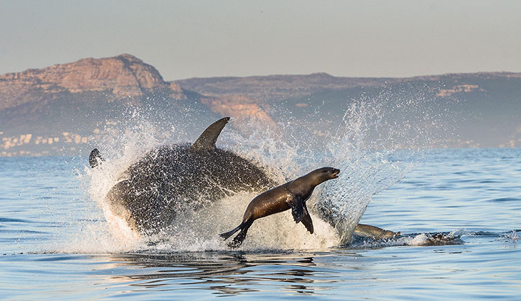 A sea lion leaping out of the water while being chased by a great white shark