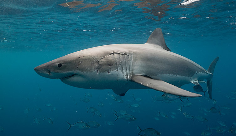 A great white swimmin gjust below the water's surface