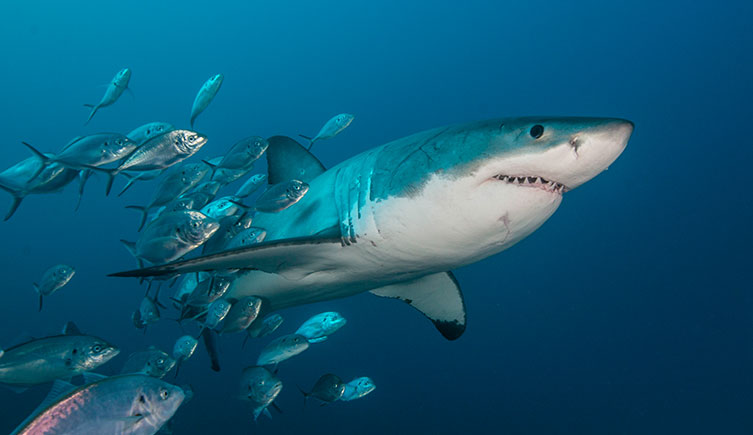 A great white surrounded by a school of fish