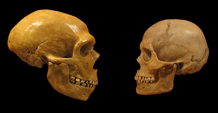 Neanderthal skull and a Homo sapiens skull