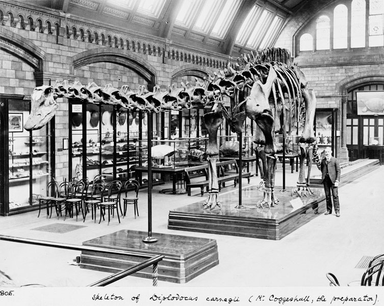 The Diplodocus in the Museum's Fossil Reptile Gallery (now Creepy Crawlies)