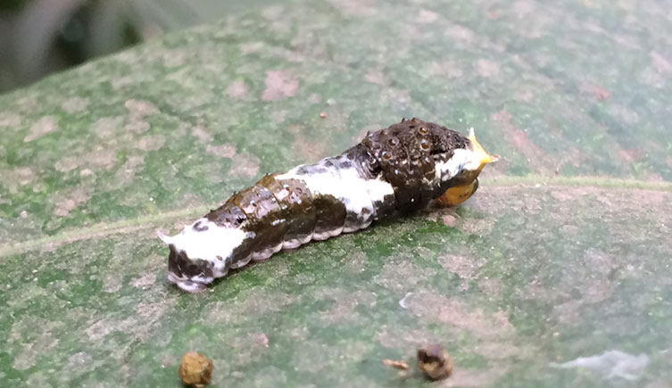 A white and brown citrus swallowtail caterpillar on a leaf.