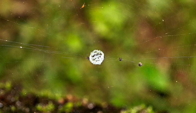 A spiders web with a conspicuous disk of silk at its centre.