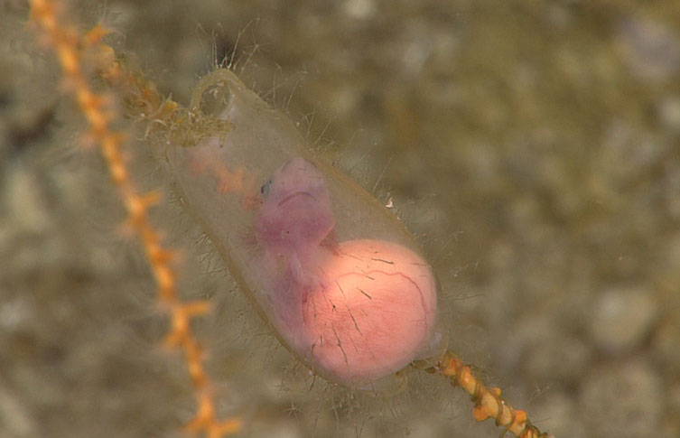 A small shark embryo and yolk sac seen thorugh a transparent egg case