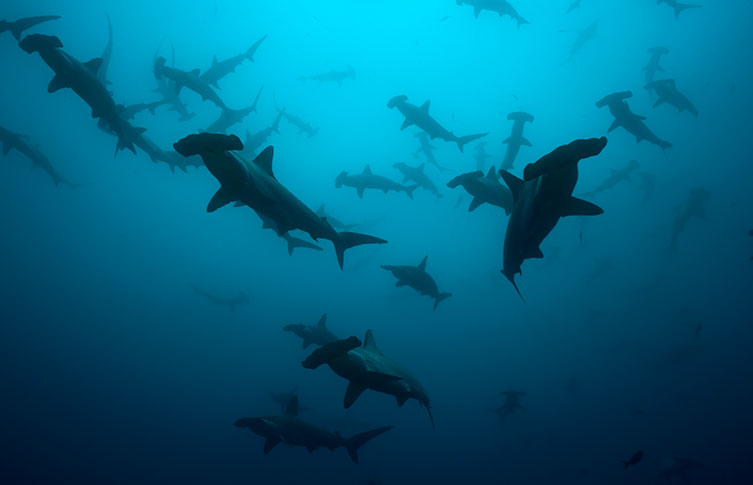 A large number of hammerhead sharks