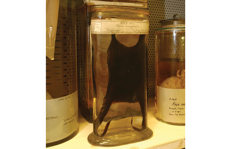 A ray egg specimen stored in a jar of alcohol