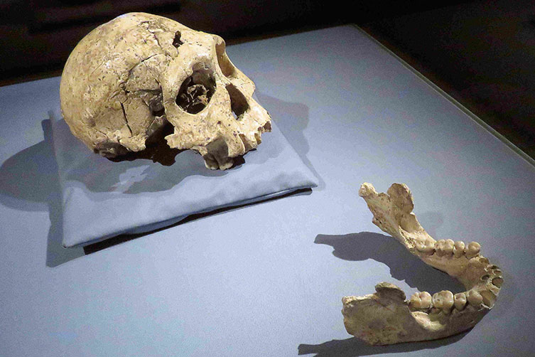 Homo erectus fossils from Dmanisi