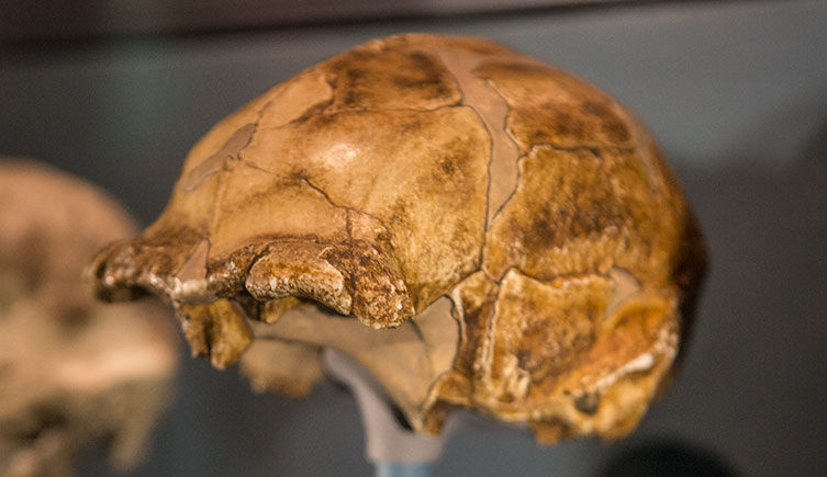 Homo erectus skullcap cast