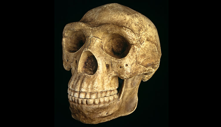 Peking Man skull reconstruction