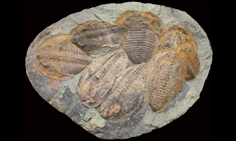 A slab of rock containing seven fossilised trilobites piled on top of each other. As well as having a segmented body, each fossil has raised, curved bumps on each side of the head, which are the eyes.