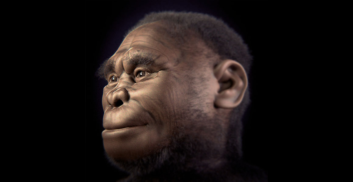 Computer generated reconstruction of what Homo floresiensis looked like