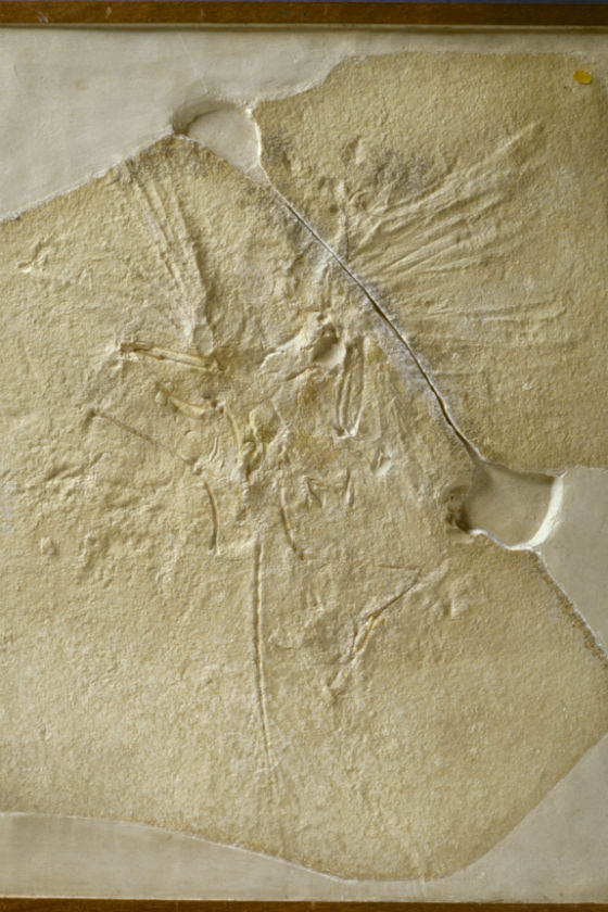 Archaeopteryx fossil skeleton