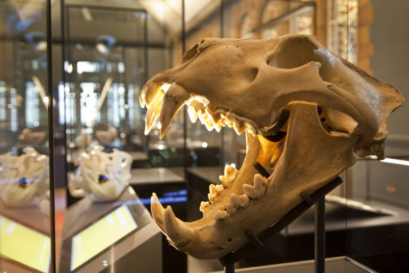 Side profile of a Barbary lion skull with it's jaw open 