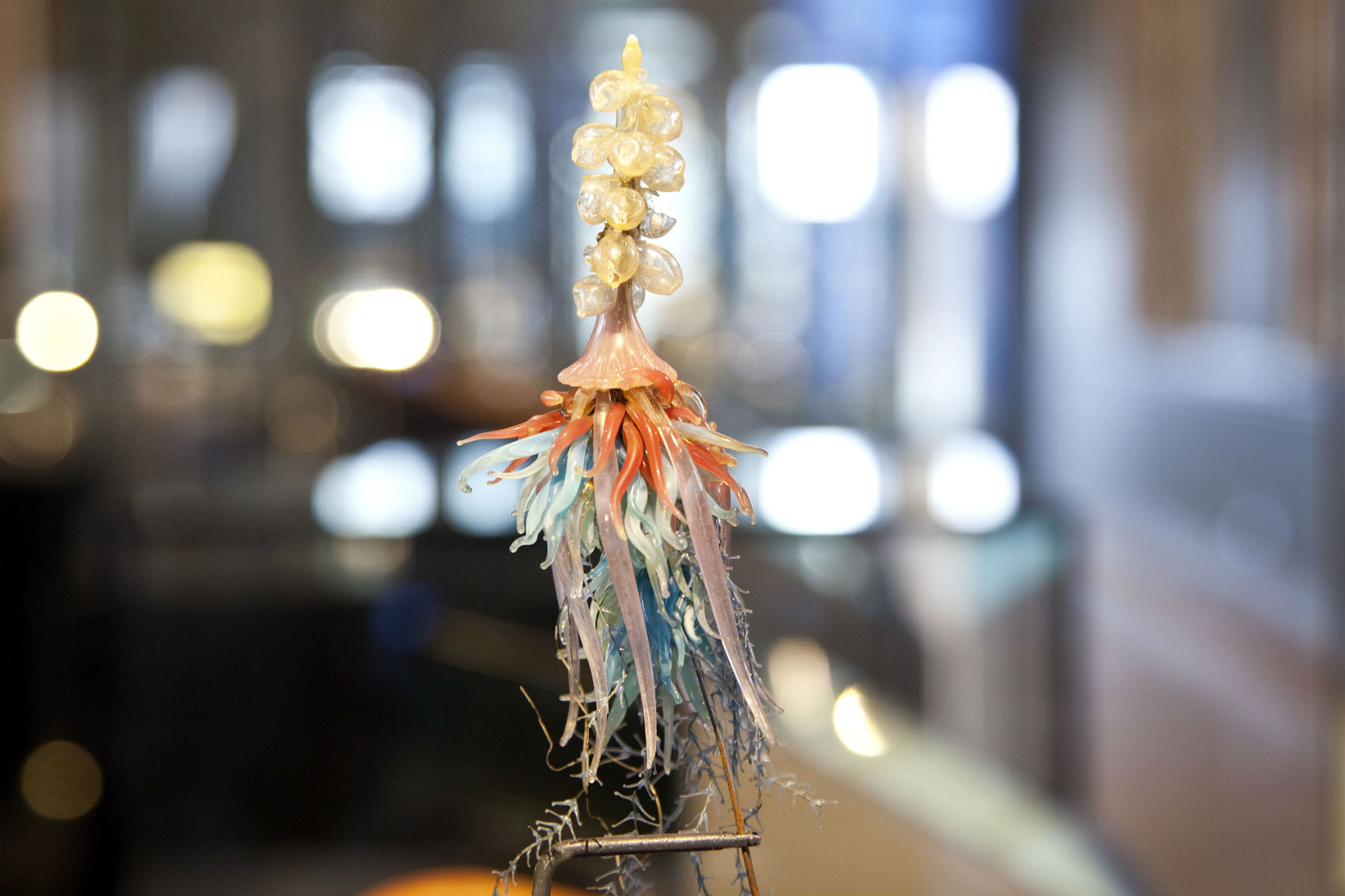 Blaschka glass model on display in the Treasures Gallery at the Natural History Museum