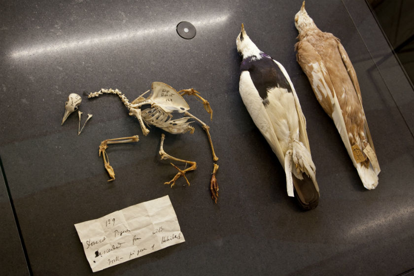 Two of Darwin's pigeons next to a pigeon skeleton