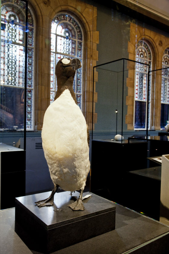 A taxidermy specimen of a standing great auk