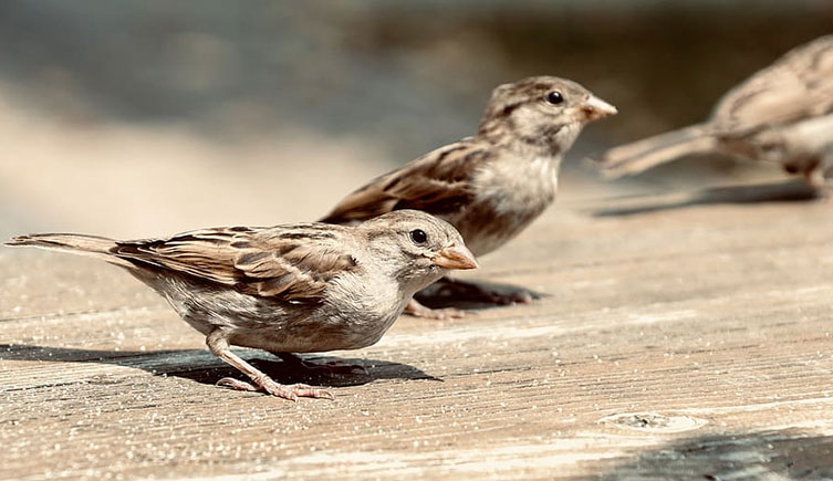 A few house sparrows on a table