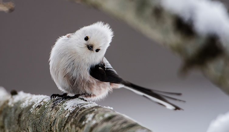 A small pinkish-white bird with a black tail and wings, perched on a branch