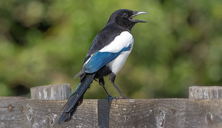 A large black and white bird perched on a fence, calling