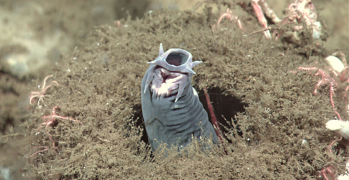 A hagfish with it's head poking out of a burrow
