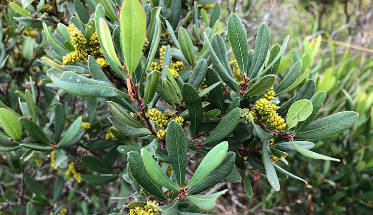 Bog myrtle, showing green leaves and little yellow flowers