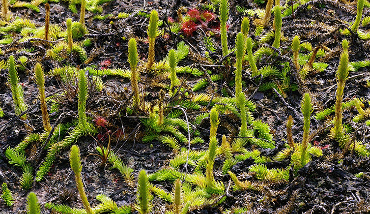 Green fronds of marsh clubmoss growing on wet sand